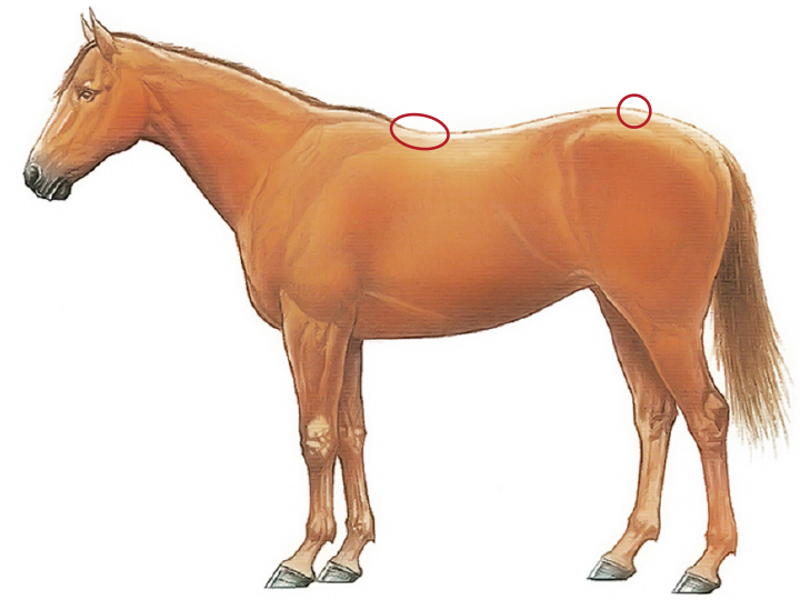 BCS an Rücken und Kruppe des Pferdes messen